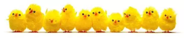 chicks-img
