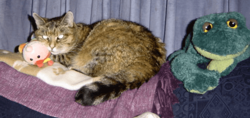 Clare’s Clutter Clearing Story