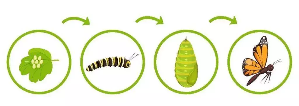 Picture1 Picture1
